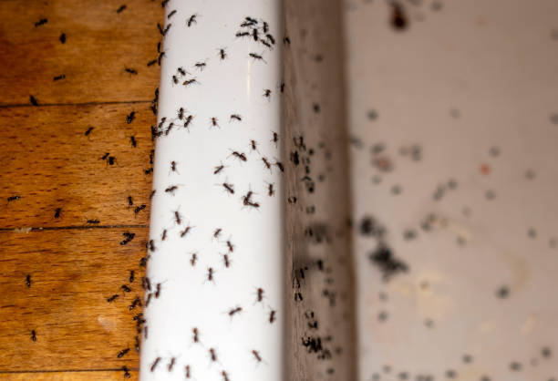Best Pest Prevention Services  in Wahpeton, ND