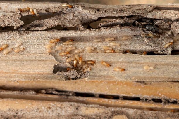 Best Spider Control Near Me  in Wahpeton, ND